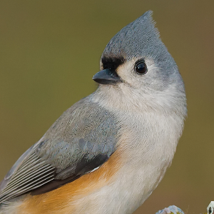Birding Basics